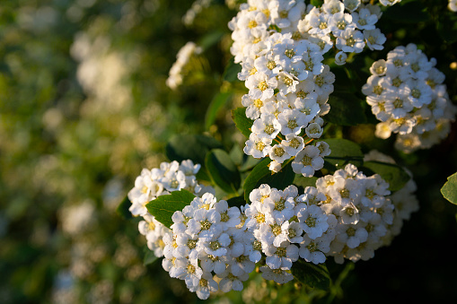 Spirea flowers and green sheets are illuminated by sunlight. Nature
