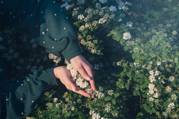 istock Female hands  and spirea flowers illuminated by sunlight. Nature 1210520683
