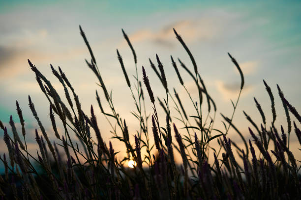 Warm yellow sunset in wildgrass and field with beautiful sky