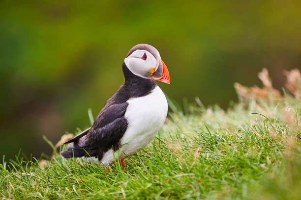 Puffin on Mykines cliffs with green nature background. Faroe islands birdlife