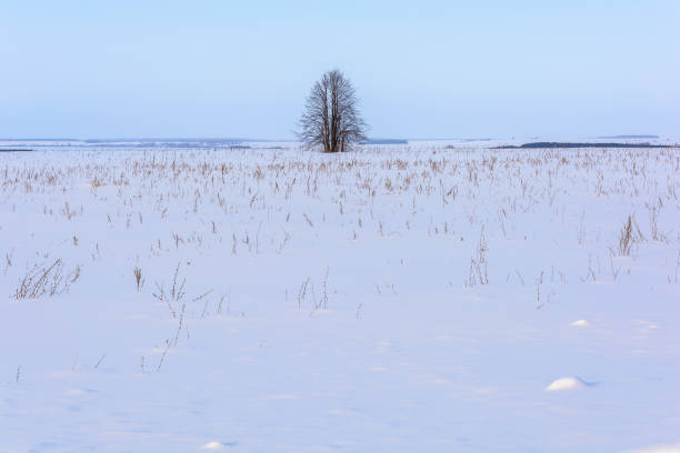 istock Beauty of nature in winter 1210522112