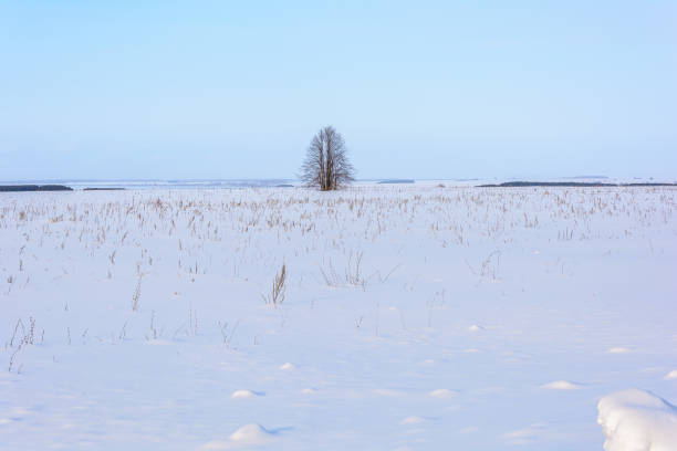 Beauty of nature in winter