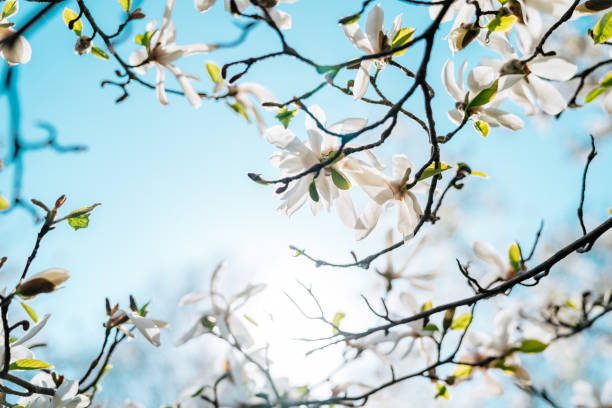 istock Magnolia flowers on the blue sky background 1210522362