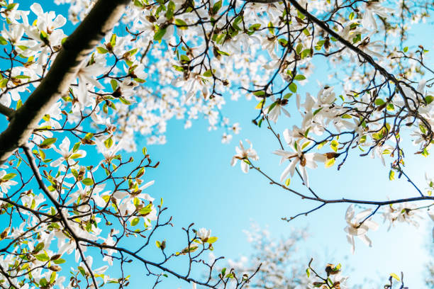 istock Magnolia flowers on the blue sky background 1210522383