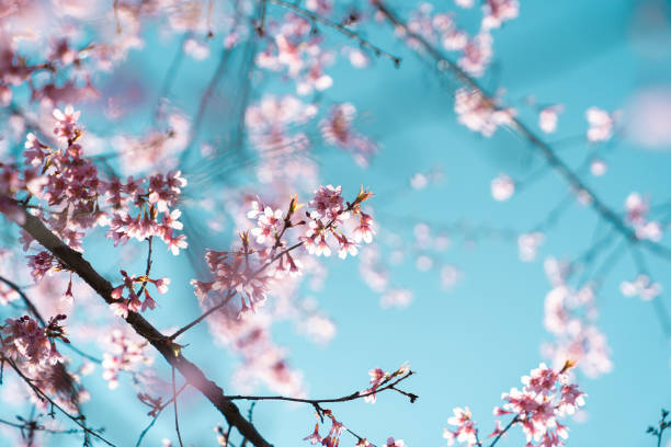 istock Pink flowers on the blue sky background 1210522393