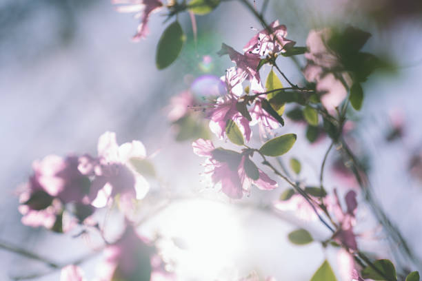 istock Pink flowers on the pink toned sky background 1210522428