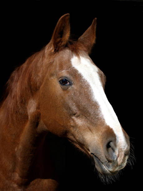 istock Beautiful Horse Head Shot 1210523528