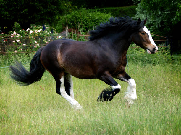 istock Heavy Horse at Liberty 1210523552
