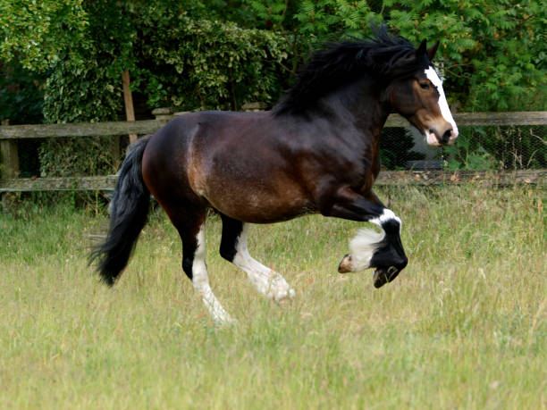istock Heavy Horse at Liberty 1210523574