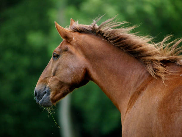 istock Beautiful Horse Head Shot 1210523575