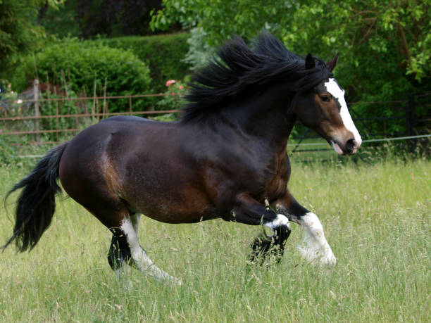 istock Heavy Horse at Liberty 1210523591