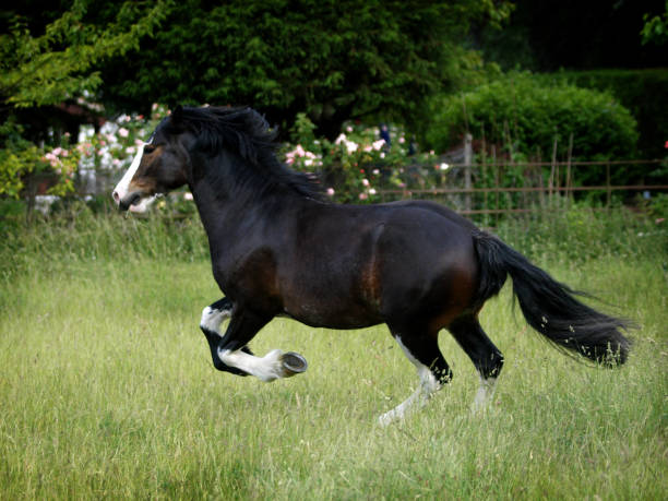 istock Heavy Horse at Liberty 1210523615