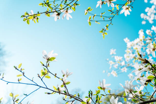 istock Magnolia flowers on the blue sky background 1210524220