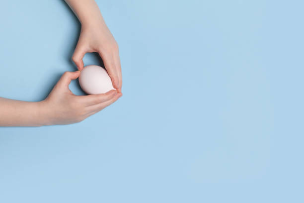 istock White chicken egg in the hands of a child on a blue background 1210525868