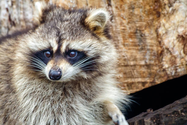 istock raccoon face outdoor closeup 1210526886