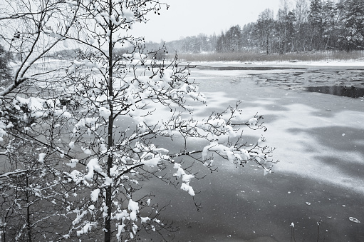 Winter landscape with snowy trees on a river coast. Kovashi river, Sosnovy Bor, Russia. Natural photo background