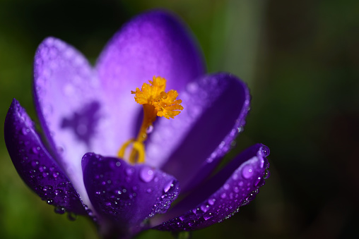 Close-up of the blossom of a fresh purple crocus with a yellow pistil and pollen and drops of water, against a green background in spring