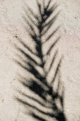 Shadow of a leafy plant on sand at a beach in Crete, Greece.