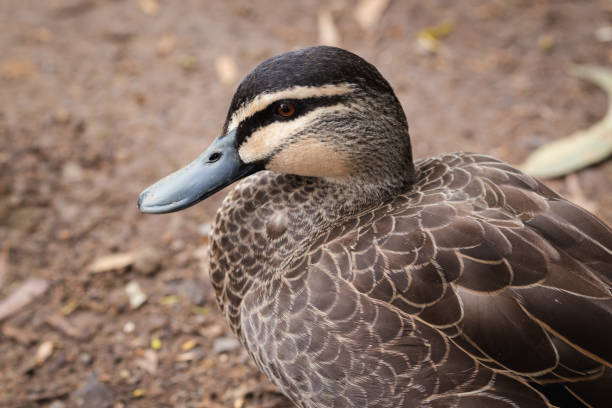 istock Beautiful Mallard in Kennett River 1210529225