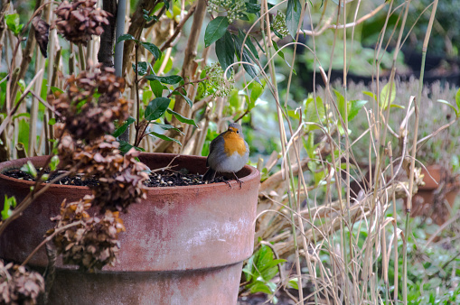 Robin bird sitting on the edge of a flowerpot