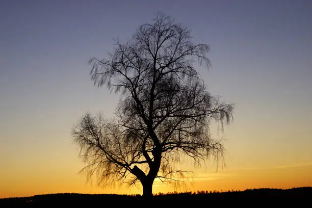 Lonesome tree in sunset in winter.