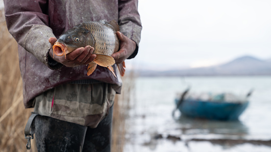 Close up photo of a carp in fisherman's hands by lake. A boat is seen by reeds on the background. Selective focus on fish. Shot with a full frame mirrorless camera in outdoor.