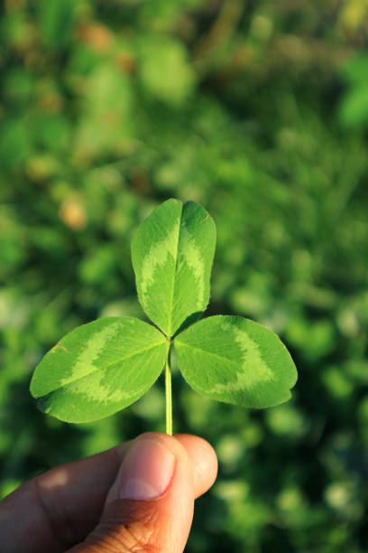 istock Vertical Image of Shamrock Leaf in Hand with Blurry Green Field in Background 1210532647