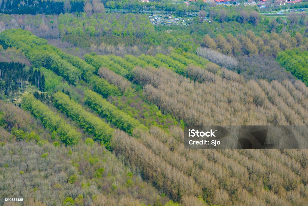 Revebos aerial view in Flevoland, The Netherlands with Pine trees planted in a row Revebos aerial view in Flevoland, The Netherlands with Pine trees planted in a row in various stages of growth and foliage. Above Stock Photo