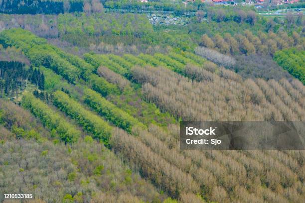 Revebos Aerial View In Flevoland The Netherlands With Pine Trees Planted In A Row Stock Photo - Download Image Now