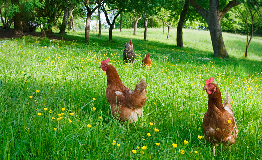 Free range chicken on organic farm