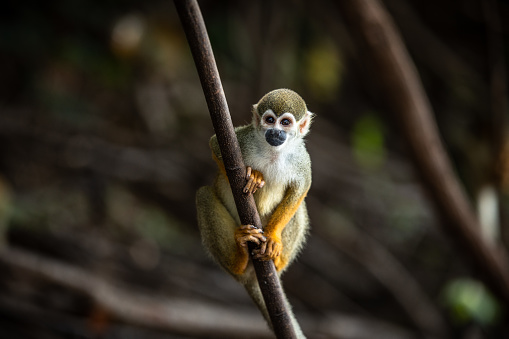 Squirrel Monkey In The Amazon