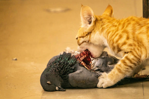 The food chain ,you will eat one and other will eat you. This is all i depicted though this image where a cat eating a pigeon which was killed by her mother.