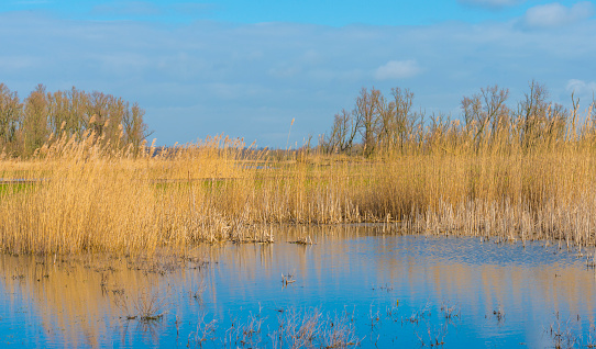 Reed along the edge of a lake in a natural park in sunlight in winter, Oostvaardersplassen in Almere, Flevoland, The Netherlands, March 4, 2020