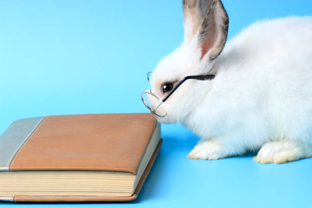 istock White rabbit wearing glasses with a book on a blue background, cute bunny studying and reading a book, pet education and animal training concept 1210539852