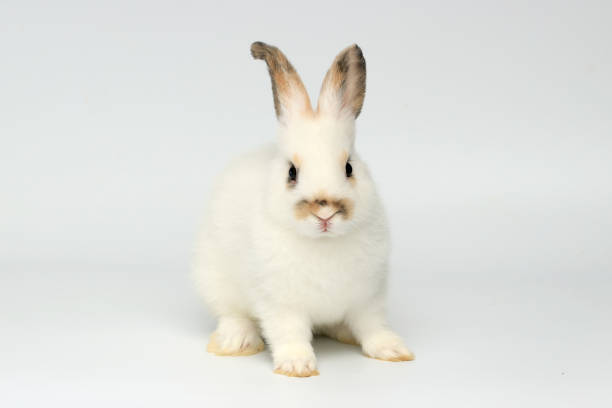 istock Happy little white bunny rabbit with long ears on white background. 1210539859