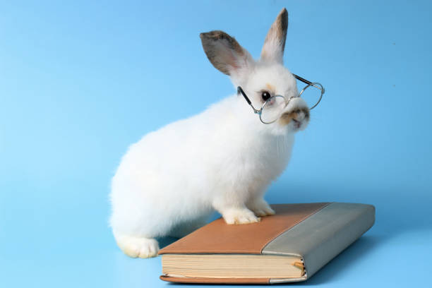 istock White rabbit wearing glasses with a book on a blue background, cute bunny studying and reading a book, pet education and animal training concept 1210539862