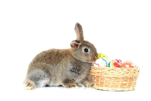 istock Happy fluffy gray brown bunny rabbit with basket painted Easter egg on white background. celebrate Easter holiday and spring coming concept. 1210539894