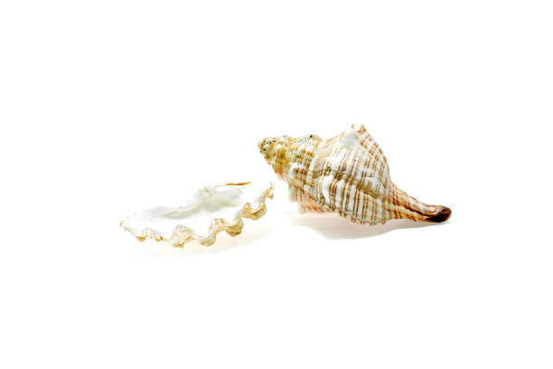 istock Frangipani flowers on sea shells. 1210540845