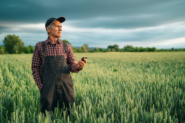 istock Senior farmer looking at smart phone in field 1210541564