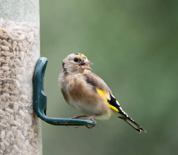 istock European Goldfinch Juvenile 1210543080