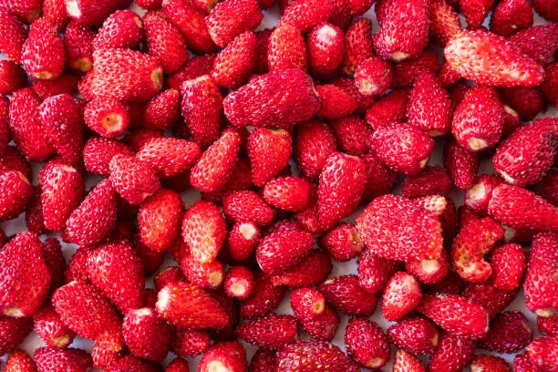 Fresh strawberries background. Background of wildberries. Ripe wild strawberry. Texture wild strawberries close up. Top view. Wild strawberry picked in forest. Berry background.