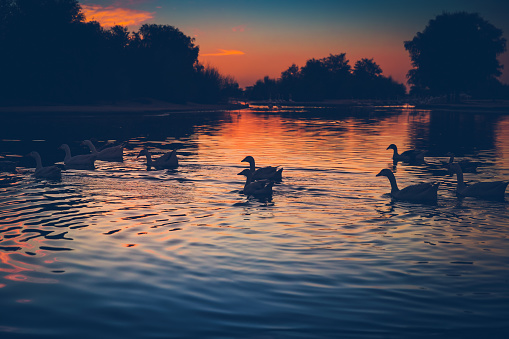 Silhouettes of a beautiful swans following for pack leader, wild birds floating in the lake in sunset light, beauty of wild nature