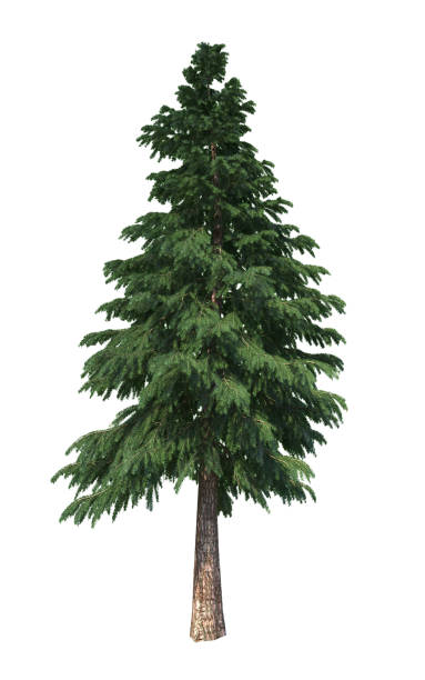 istock Coniferous trees on an isolated background. Spruce. 1210546442
