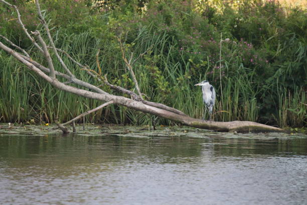 istock Heron on branch at riverside on Norfolk Broads 1210546505