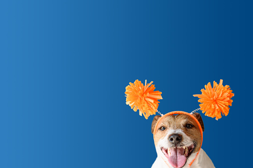 Dog wearing funny festive headband with pompons celebrating holiday