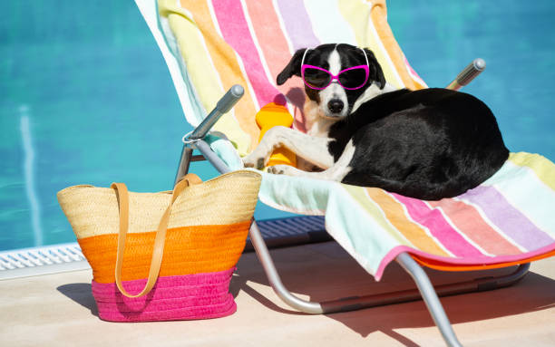 Funny dog sunbathing on summer