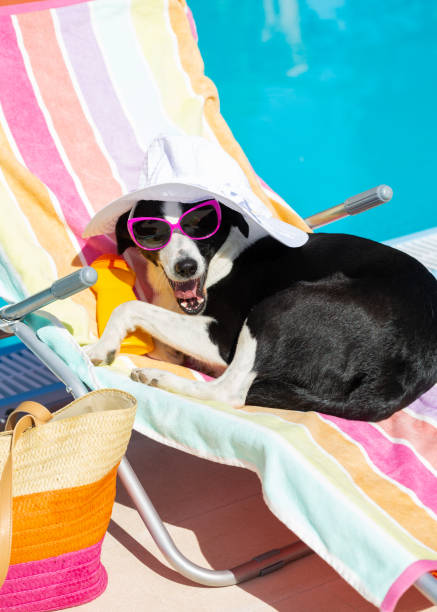 istock Funny dog resting on summer vacation at swimming pool 1210546608
