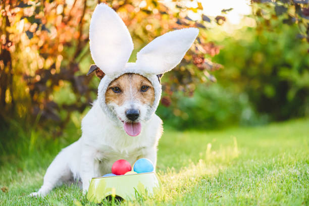 istock Funny Easter bunny dog with bowl full of traditional colored eggs 1210546612