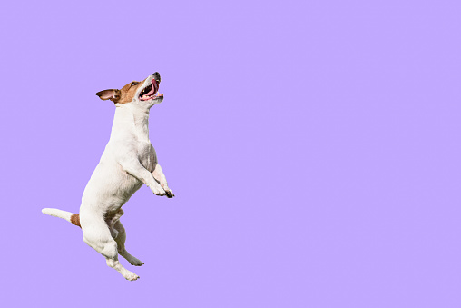Perro activo y ágil saltando alto sobre fondo púrpura de color sólido photo