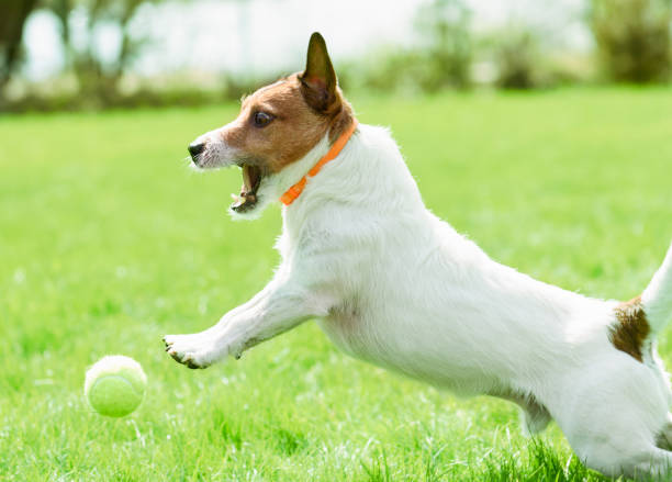 cão usando anti pulga e gola de carrapato jogando ativamente no gramado do quintal - tick dog flea pets - fotografias e filmes do acervo
